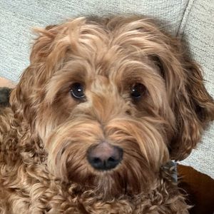 Meet your Posher, Kristen